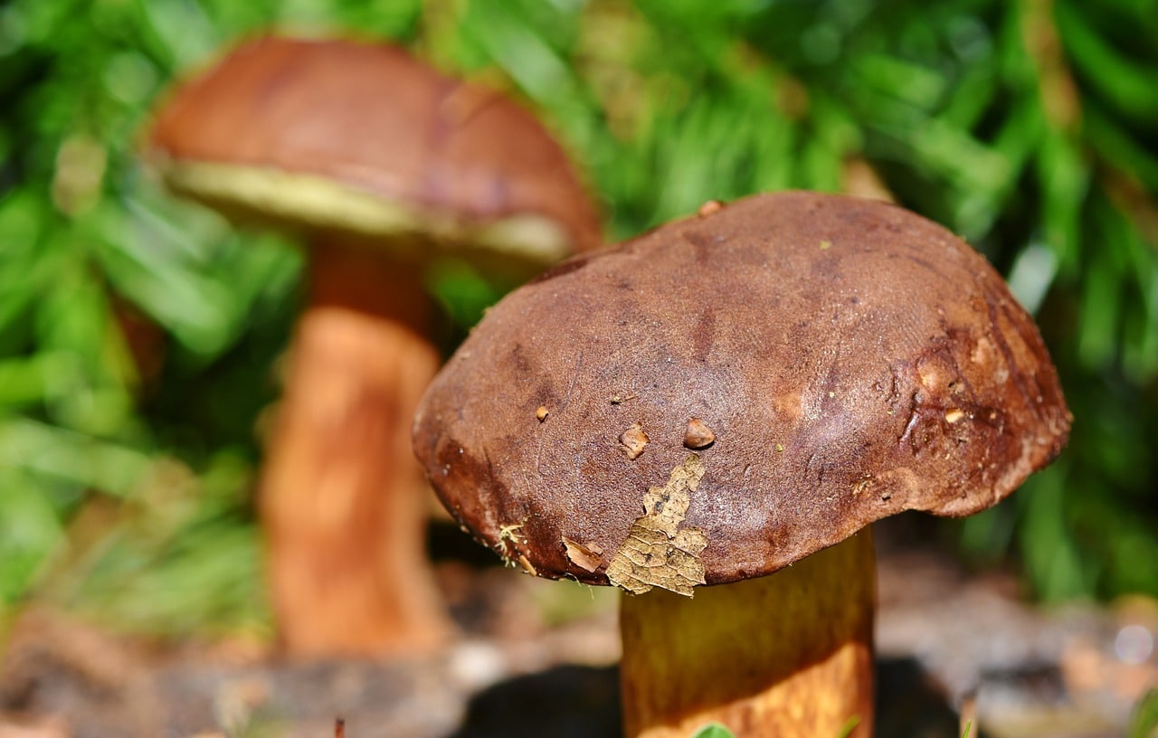 autumn dishes in Spain